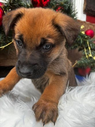 Belgischer Schäferhund