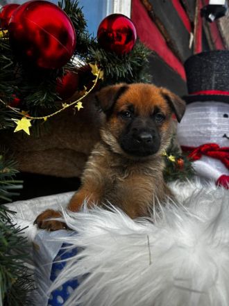 Belgischer Schäferhund