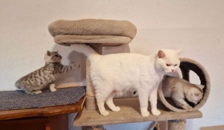 BKH Britisch Kurzhaar Kater und Katze