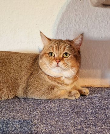 BKH Britisch Kurzhaar Kater und Katze