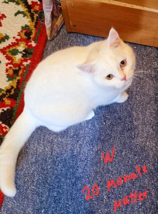 BKH Britisch Kurzhaar Kater und Katze