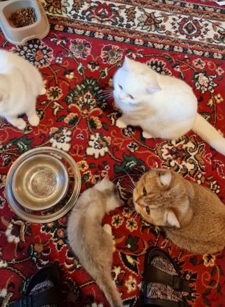 BKH Britisch Kurzhaar Kater und Katze