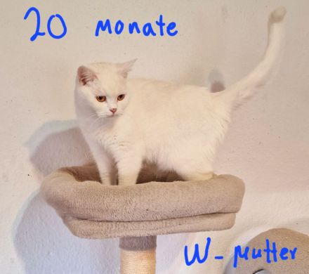 BKH Britisch Kurzhaar Kater und Katze