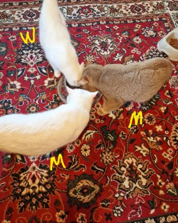 BKH Britisch Kurzhaar Kater und Katze