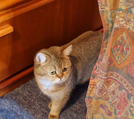 BKH Britisch Kurzhaar Kater und Katze