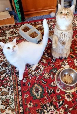 BKH Britisch Kurzhaar Kater und Katze