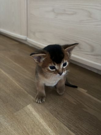 Abessinier Kitten
