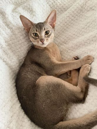 Abessinier Kitten