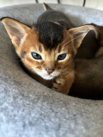 Abessinier Kitten