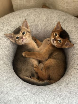 Abessinier Kitten