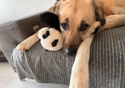 *2 Jährige Herdenschutzhündin sucht neues Zuhause*