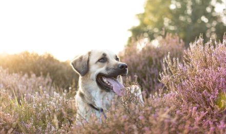 *2 Jährige Herdenschutzhündin sucht neues Zuhause*