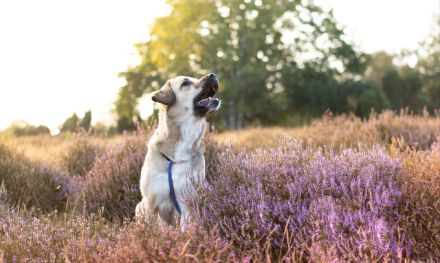 *2 Jährige Herdenschutzhündin sucht neues Zuhause*