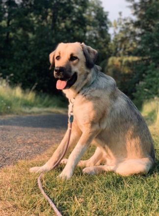 *2 Jährige Herdenschutzhündin sucht neues Zuhause*