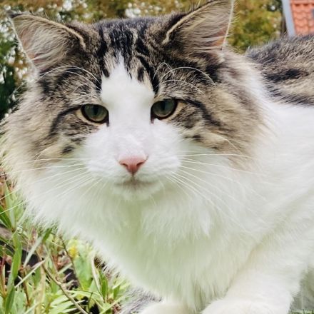 Dilleo Forest’s Cats