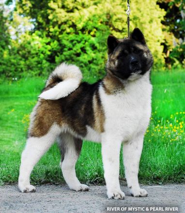 American akita puppy/welpe