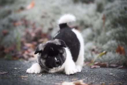 American akita puppy/welpe