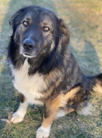 Clark, geb. ca. 02/2022, lebt in GRIECHENLAND, im städt. Tierheim Serres