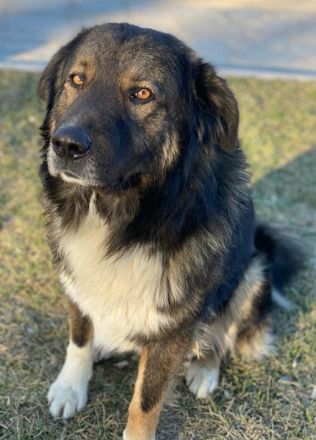 Clark, geb. ca. 02/2022, lebt in GRIECHENLAND, im städt. Tierheim Serres