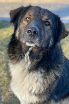 Clark, geb. ca. 02/2022, lebt in GRIECHENLAND, im städt. Tierheim Serres