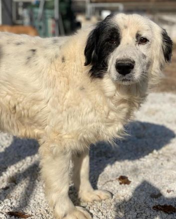 Colias, geb. ca.02/2018, lebt in GRIECHENLAND, im städt. Tierheim Serres