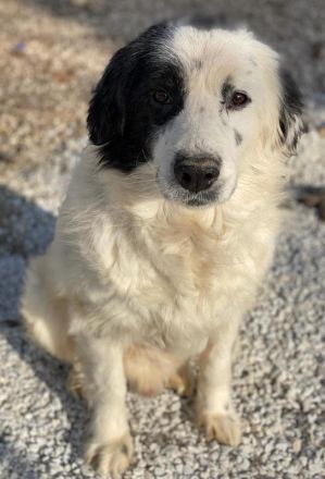 Colias, geb. ca.02/2018, lebt in GRIECHENLAND, im städt. Tierheim Serres