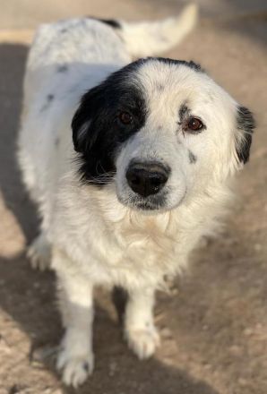 Colias, geb. ca.02/2018, lebt in GRIECHENLAND, im städt. Tierheim Serres