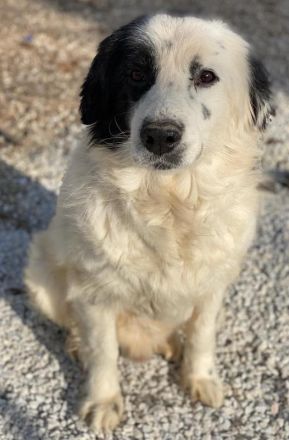 Colias, geb. ca.02/2018, lebt in GRIECHENLAND, im städt. Tierheim Serres