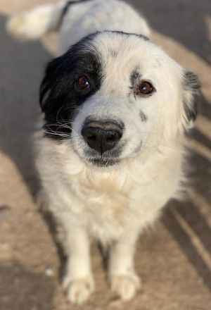 Colias, geb. ca.02/2018, lebt in GRIECHENLAND, im städt. Tierheim Serres