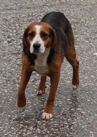 Collo, geb. ca. 06/2019, lebt in GRIECHENLAND, auf einer privaten Pflegestelle