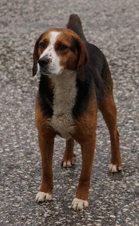 Collo, geb. ca. 06/2019, lebt in GRIECHENLAND, auf einer privaten Pflegestelle