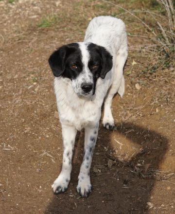 Dino, geb. ca. 01/2022, lebt in GRIECHENLAND, im städt. Tierheim Serres