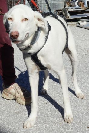 Hammy, geb. ca. 10/2022, lebt in GRIECHENLAND, auf einer privaten Pflegestelle