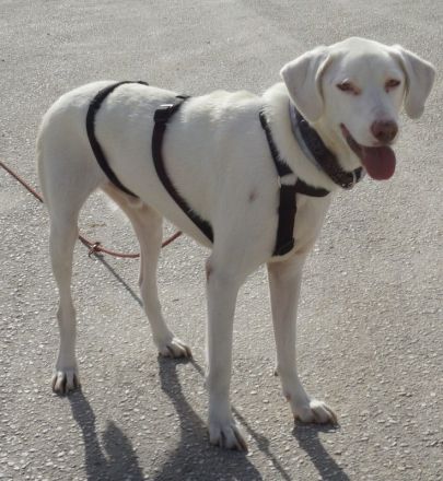 Hammy, geb. ca. 10/2022, lebt in GRIECHENLAND, auf einer privaten Pflegestelle