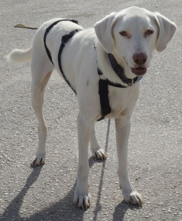 Hammy, geb. ca. 10/2022, lebt in GRIECHENLAND, auf einer privaten Pflegestelle