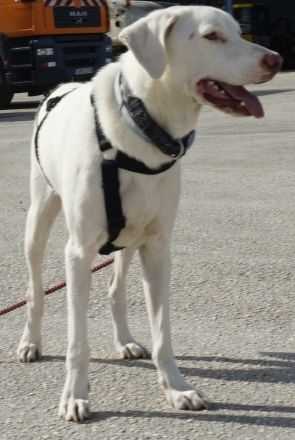 Hammy, geb. ca. 10/2022, lebt in GRIECHENLAND, auf einer privaten Pflegestelle