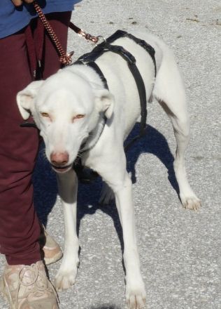 Hammy, geb. ca. 10/2022, lebt in GRIECHENLAND, auf einer privaten Pflegestelle