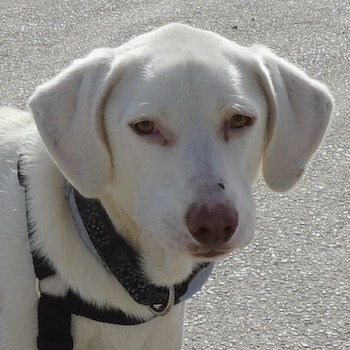 Hammy, geb. ca. 10/2022, lebt in GRIECHENLAND, auf einer privaten Pflegestelle