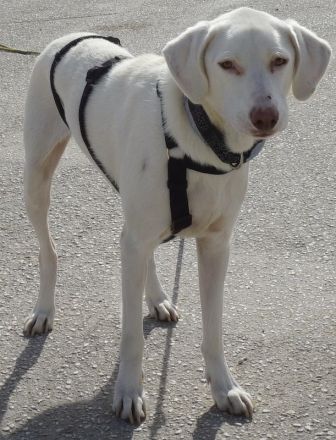 Hammy, geb. ca. 10/2022, lebt in GRIECHENLAND, auf einer privaten Pflegestelle