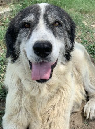 Askal, geb. ca. 07/2015, lebt in GRIECHENLAND, im städt. Tierheim Serres