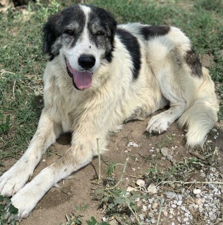 Askal, geb. ca. 07/2015, lebt in GRIECHENLAND, im städt. Tierheim Serres