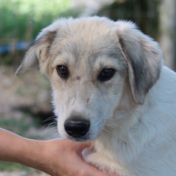 Wax, geb. ca. 04/2022, lebt in GRIECHENLAND, im städt. Tierheim Serres