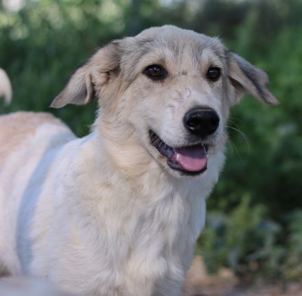 Wax, geb. ca. 04/2022, lebt in GRIECHENLAND, im städt. Tierheim Serres