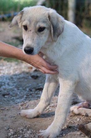 Wax, geb. ca. 04/2022, lebt in GRIECHENLAND, im städt. Tierheim Serres