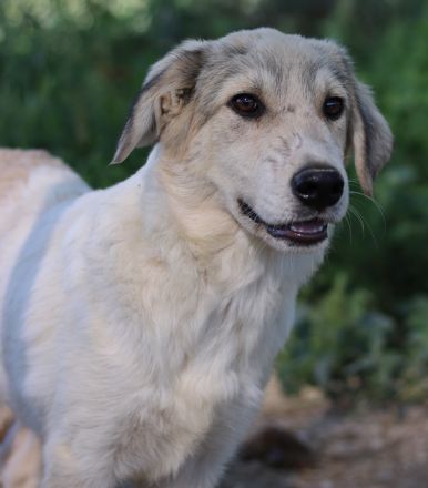 Wax, geb. ca. 04/2022, lebt in GRIECHENLAND, im städt. Tierheim Serres