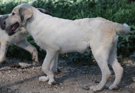 Wax, geb. ca. 04/2022, lebt in GRIECHENLAND, im städt. Tierheim Serres