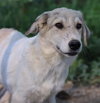 Wax, geb. ca. 04/2022, lebt in GRIECHENLAND, im städt. Tierheim Serres