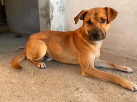 Jordan, geb. ca. 02/2022, lebt in GRIECHENLAND, im städt. Tierheim Serres