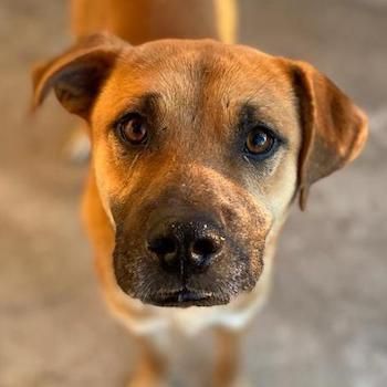 Jordan, geb. ca. 02/2022, lebt in GRIECHENLAND, im städt. Tierheim Serres