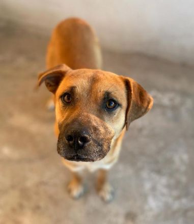 Jordan, geb. ca. 02/2022, lebt in GRIECHENLAND, im städt. Tierheim Serres